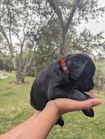 Ocho- orange collar, a male Labrador Retriever for sale in Placerville, CA – 7 of 10