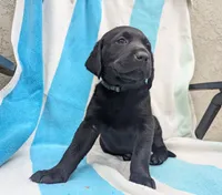 Oliver- green collar, a male Labrador Retriever for sale in Placerville, CA – 2 of 9