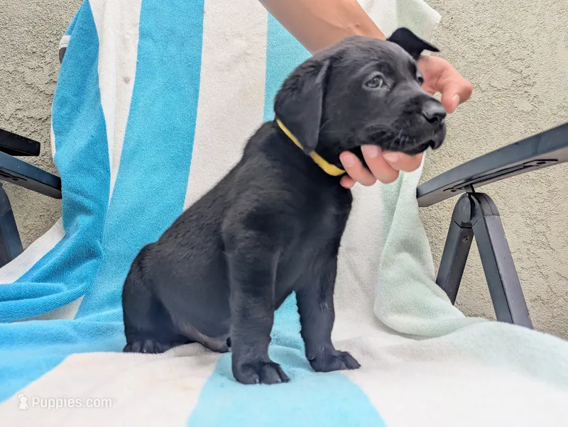Oso- yellow collar – Labrador Retriever puppy for sale in Placerville, CA