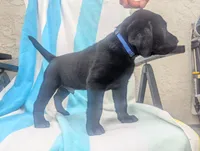 Oscar- blue collar, a male Labrador Retriever for sale in Placerville, CA – 5 of 9