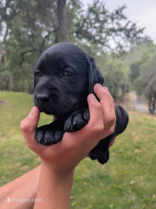 Ocho- orange collar – Labrador Retriever puppy for sale in Placerville, CA