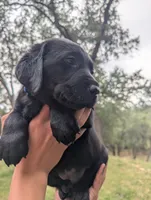 Oscar- blue collar, a male Labrador Retriever for sale in Placerville, CA – 3 of 9