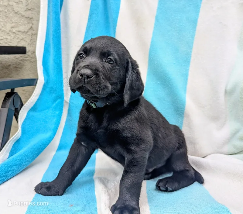 Oliver- green collar – Labrador Retriever puppy for sale in Placerville, CA