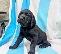 Oliver- green collar, a male Labrador Retriever for sale in Placerville, CA – 1 of 9