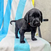 Ocho- orange collar, a male Labrador Retriever for sale in Placerville, CA – 3 of 10