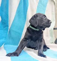 Oliver- green collar, a male Labrador Retriever for sale in Placerville, CA – 4 of 9