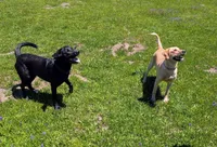 Oscar- blue collar, a male Labrador Retriever for sale in Placerville, CA – 9 of 9