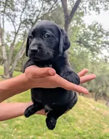 Oso- yellow collar, a male Labrador Retriever for sale in Placerville, CA – 5 of 9