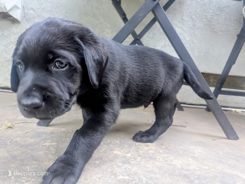 Ollie- teal collar – Labrador Retriever puppy for sale in Placerville, CA