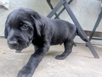 Ollie- teal collar, a male Labrador Retriever for sale in Placerville, CA – 1 of 7