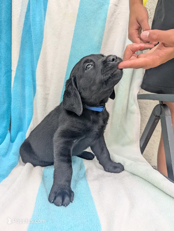 Oscar- blue collar – Labrador Retriever puppy for sale in Placerville, CA