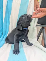 Oscar- blue collar, a male Labrador Retriever for sale in Placerville, CA – 1 of 9