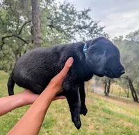Ollie- teal collar, a male Labrador Retriever for sale in Placerville, CA – 2 of 7