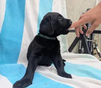 Oliver- green collar, a male Labrador Retriever for sale in Placerville, CA – 5 of 9