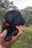 Ocho- orange collar, a male Labrador Retriever for sale in Placerville, CA – 2 of 10