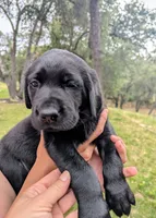 Ollie- teal collar, a male Labrador Retriever for sale in Placerville, CA – 3 of 7