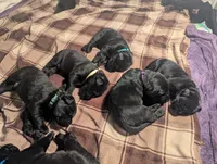 Oliver- green collar, a male Labrador Retriever for sale in Placerville, CA – 7 of 9