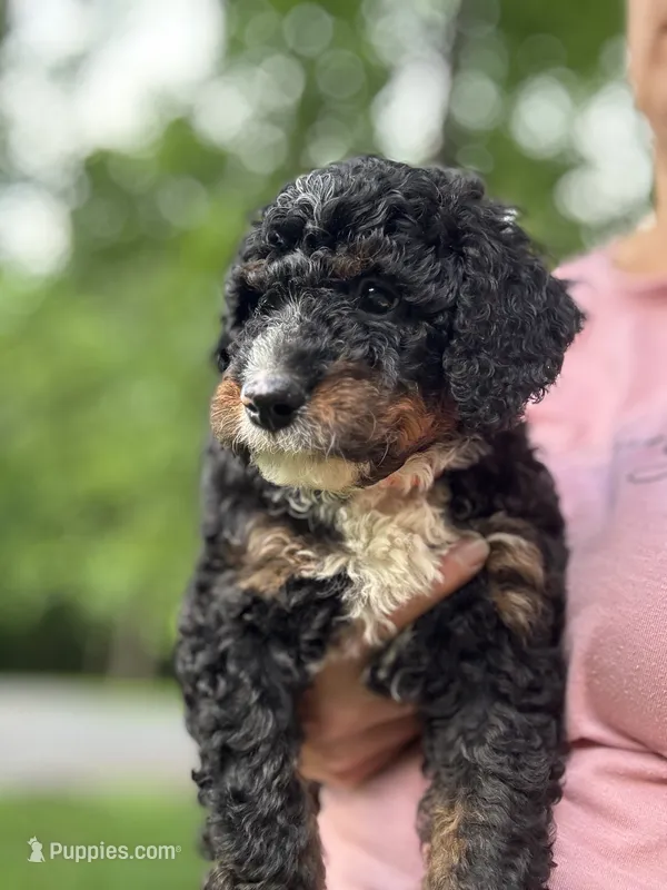 Ryder – Miniature Bernedoodle puppy for sale in Denver, PA