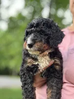 Ryder, a male Miniature Bernedoodle for sale in Denver, PA – 1 of 8