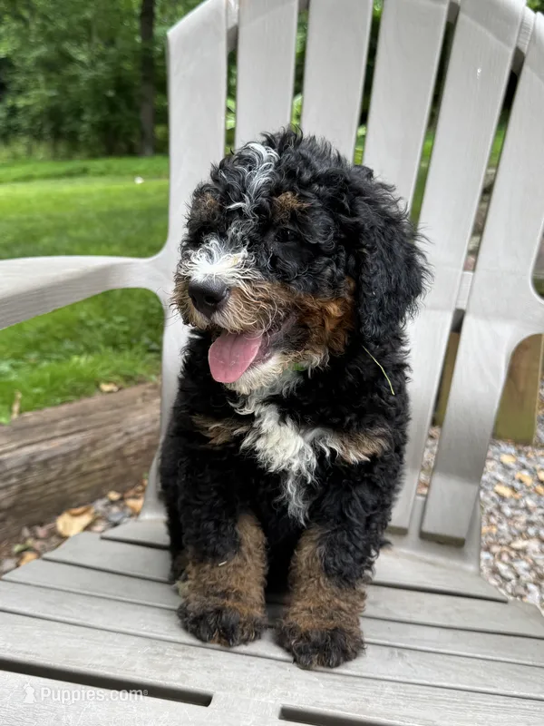 Pluto – Miniature Bernedoodle puppy for sale in Denver, PA