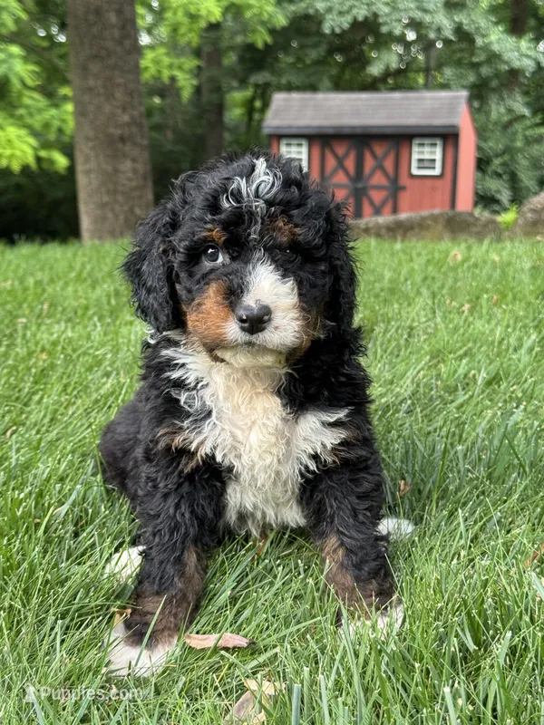 Milo – Miniature Bernedoodle puppy for sale in Denver, PA