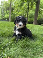 Pluto, a male Miniature Bernedoodle for sale in Denver, PA – 1 of 3