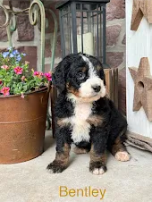 Bentley – Miniature Bernedoodle puppy for sale in Denver, PA