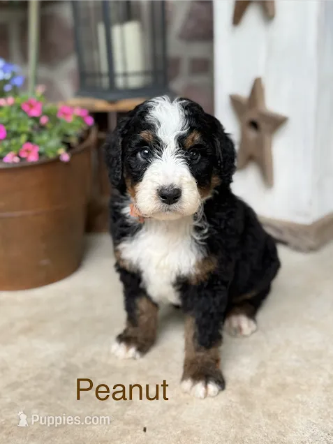 Peanut – Miniature Bernedoodle puppy for sale in Denver, PA