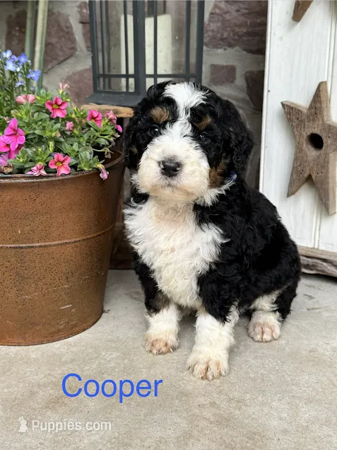 Cooper – Miniature Bernedoodle puppy for sale in Denver, PA