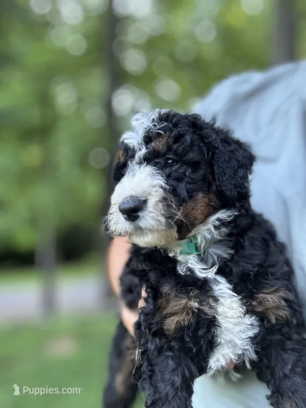 Roxie – Miniature Bernedoodle puppy for sale in Denver, PA