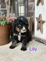 Lilly, a female Miniature Bernedoodle for sale in Denver, PA – 1 of 1