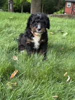 Ryder, a male Miniature Bernedoodle for sale in Denver, PA – 7 of 8