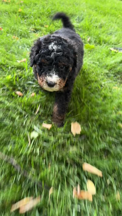 Pluto, a male Miniature Bernedoodle for sale in Denver, PA – 3 of 3