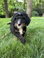 Ryder, a male Miniature Bernedoodle for sale in Denver, PA – 6 of 8