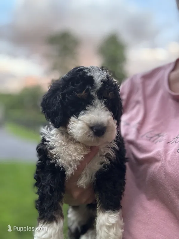 Cooper – Miniature Bernedoodle puppy for sale in Denver, PA