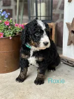 Roxie, a female Miniature Bernedoodle for sale in Denver, PA – 1 of 1