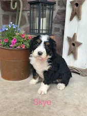 Skye – Miniature Bernedoodle puppy for sale in Denver, PA