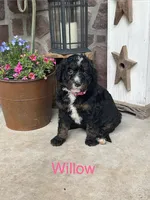 Willow, a female Miniature Bernedoodle for sale in Denver, PA – 1 of 1
