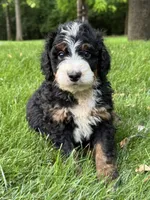 Bentley, a male Bernedoodle for sale in Denver, PA – 1 of 1