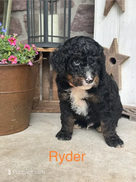 Ryder – Miniature Bernedoodle puppy for sale in Denver, PA