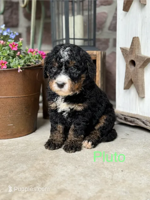 Pluto – Miniature Bernedoodle puppy for sale in Denver, PA