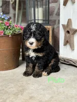Pluto, a male Miniature Bernedoodle for sale in Denver, PA – 1 of 1