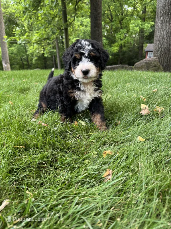 Tucker – Miniature Bernedoodle puppy for sale in Denver, PA