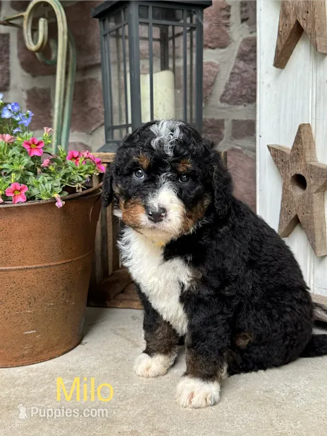 Milo – Miniature Bernedoodle puppy for sale in Denver, PA