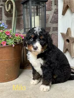 Milo, a male Miniature Bernedoodle for sale in Denver, PA – 1 of 1