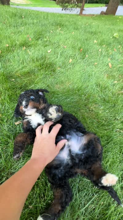 Ryder, a male Miniature Bernedoodle for sale in Denver, PA – 8 of 8