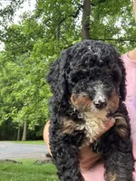 Ryder, a male Miniature Bernedoodle for sale in Denver, PA – 4 of 8
