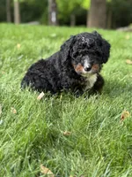 Ryder, a male Miniature Bernedoodle for sale in Denver, PA – 3 of 8