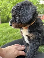 Ryder, a male Miniature Bernedoodle for sale in Denver, PA – 5 of 8