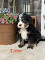Tucker, a male Miniature Bernedoodle for sale in Denver, PA – 1 of 1